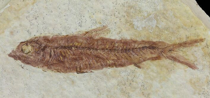 Knightia Fossil Fish - Wyoming #67362